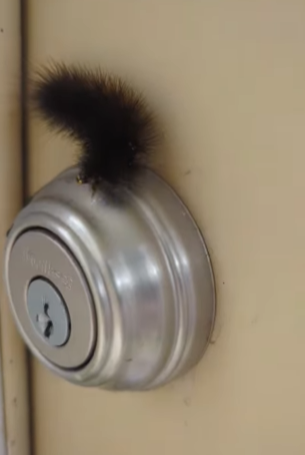 Caterpillar Visitor – So Spikey/Fluffy?
