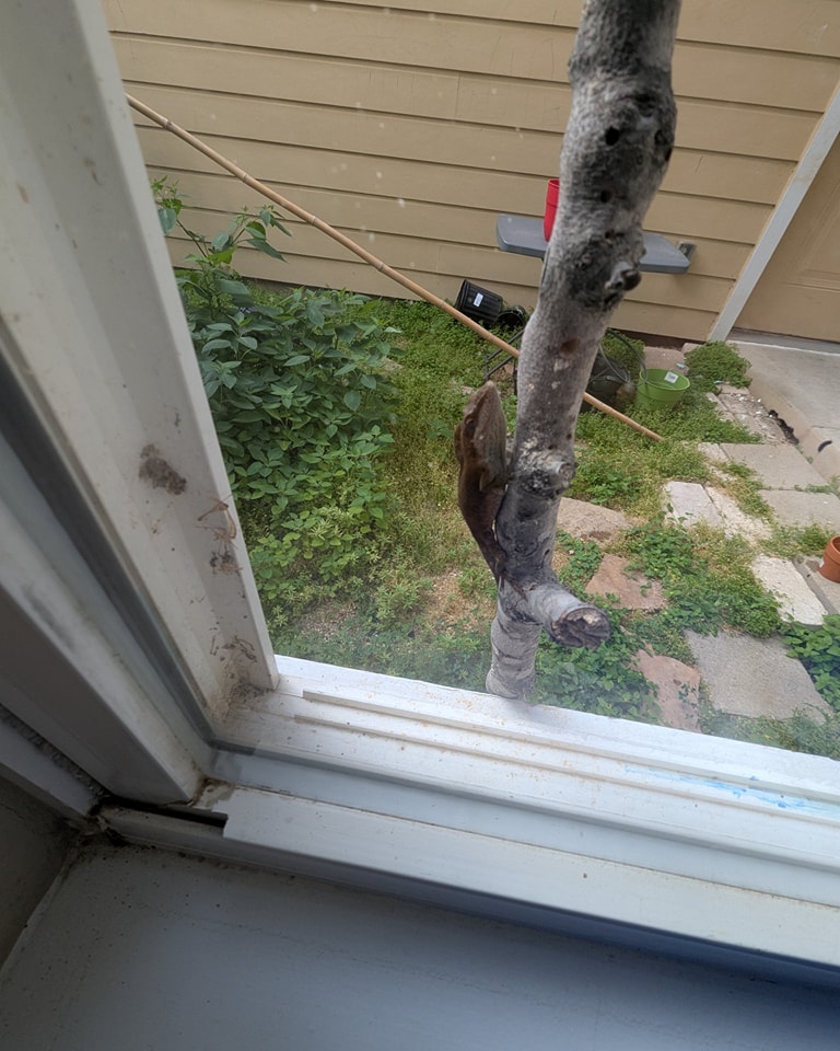 Backyard Lizard on Walking Stick